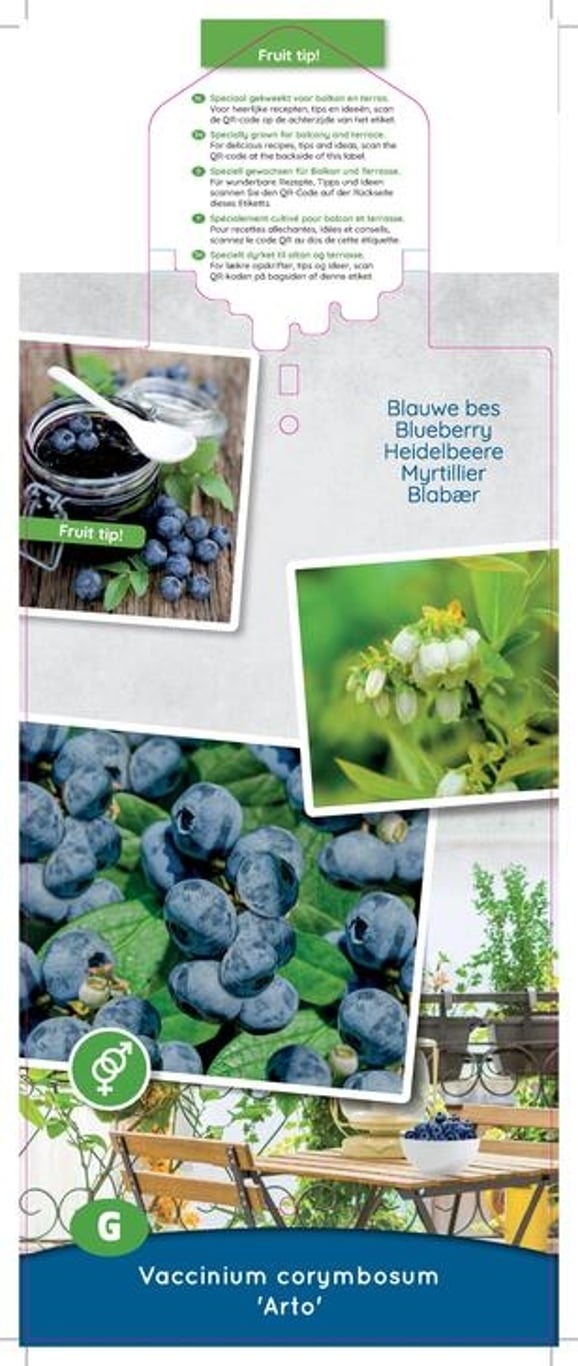 Vaccinium c. 'Arto'® - C5 50-60 CM